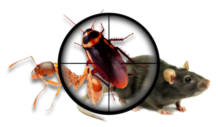 The Importance of Regular Pest Inspections for Commercial Properties